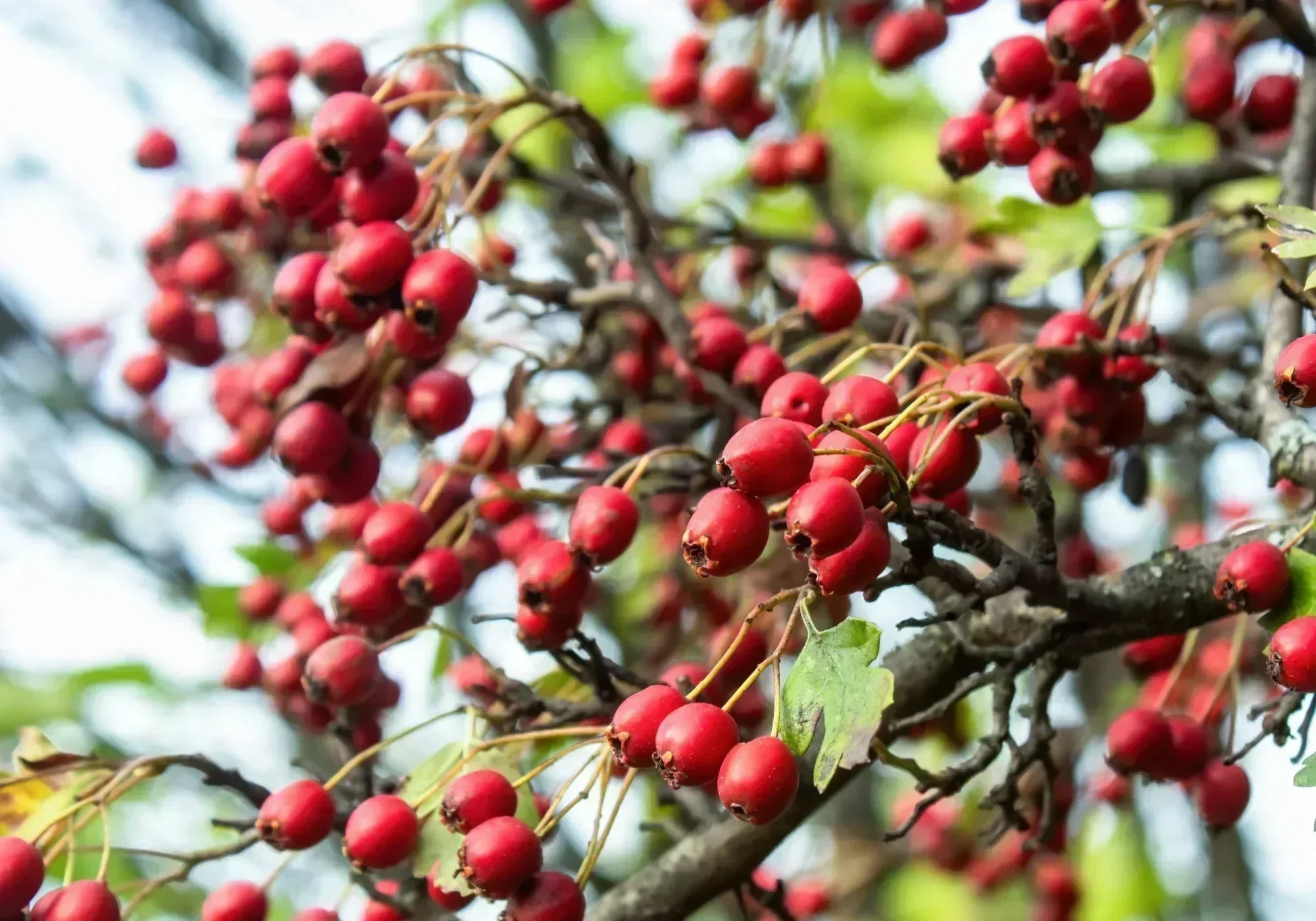 За какво помага билката глог: Същност и ползи