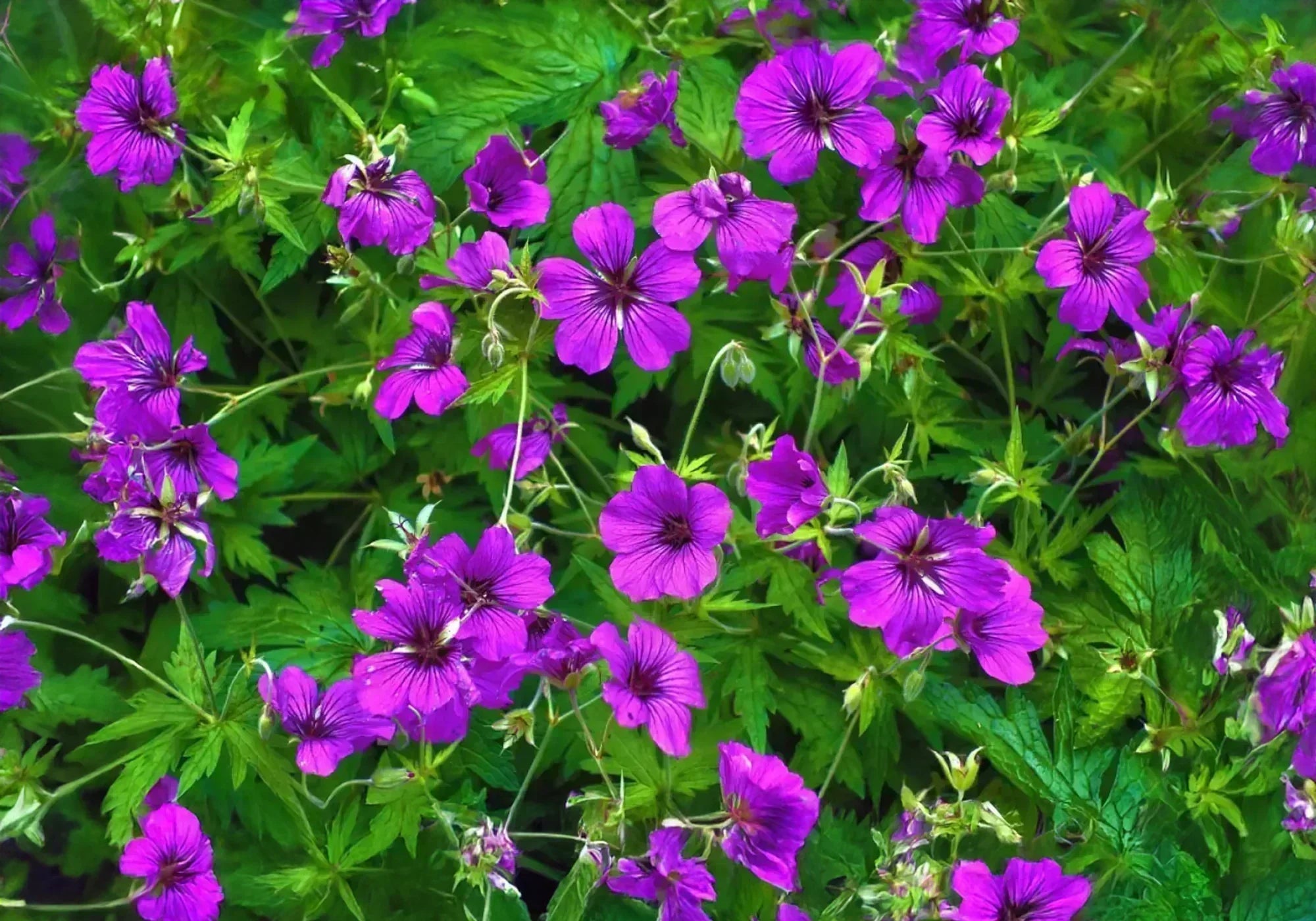 Билката кръвен здравец - ползи