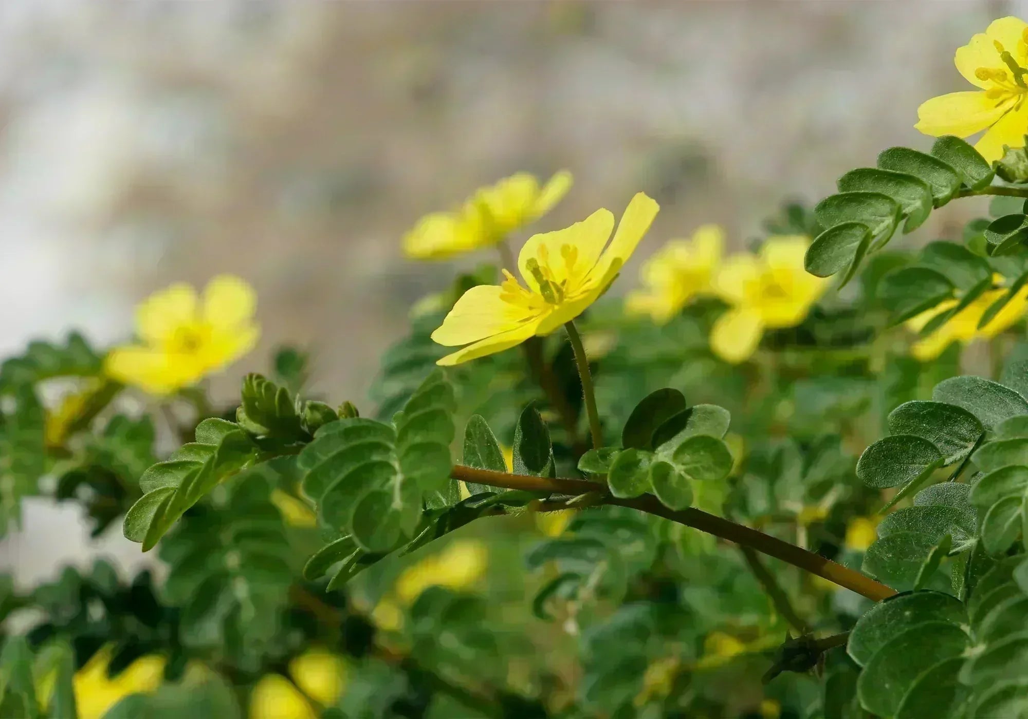 Бабини зъби - ползи, действие и противопоказания
