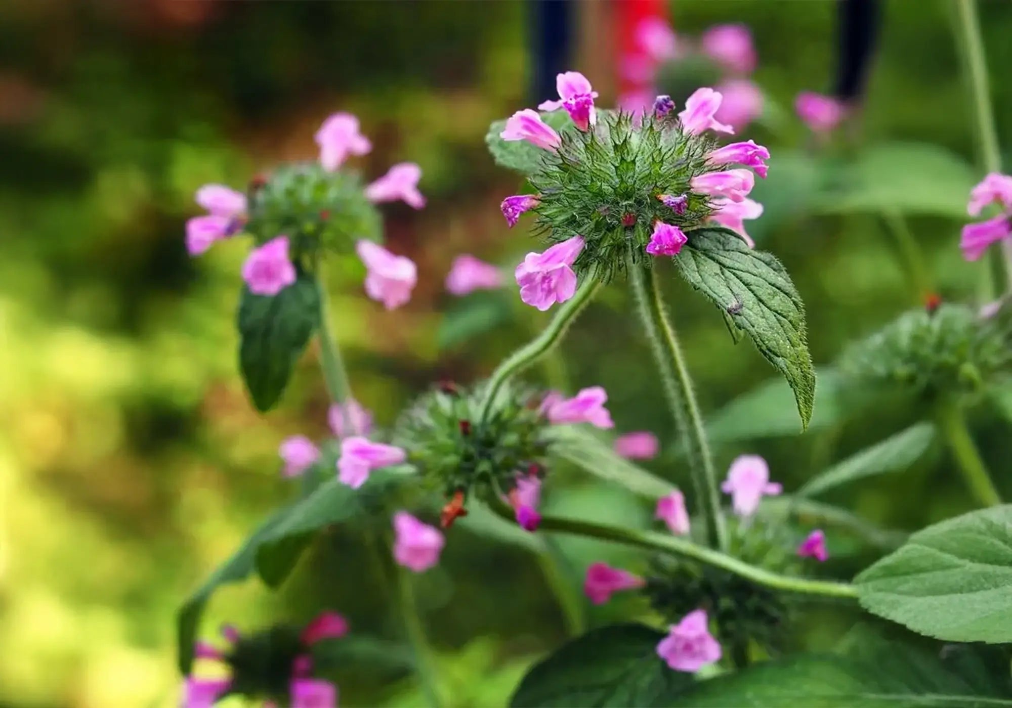 Може ли билката котешка стъпка да подпомогне организма при рак