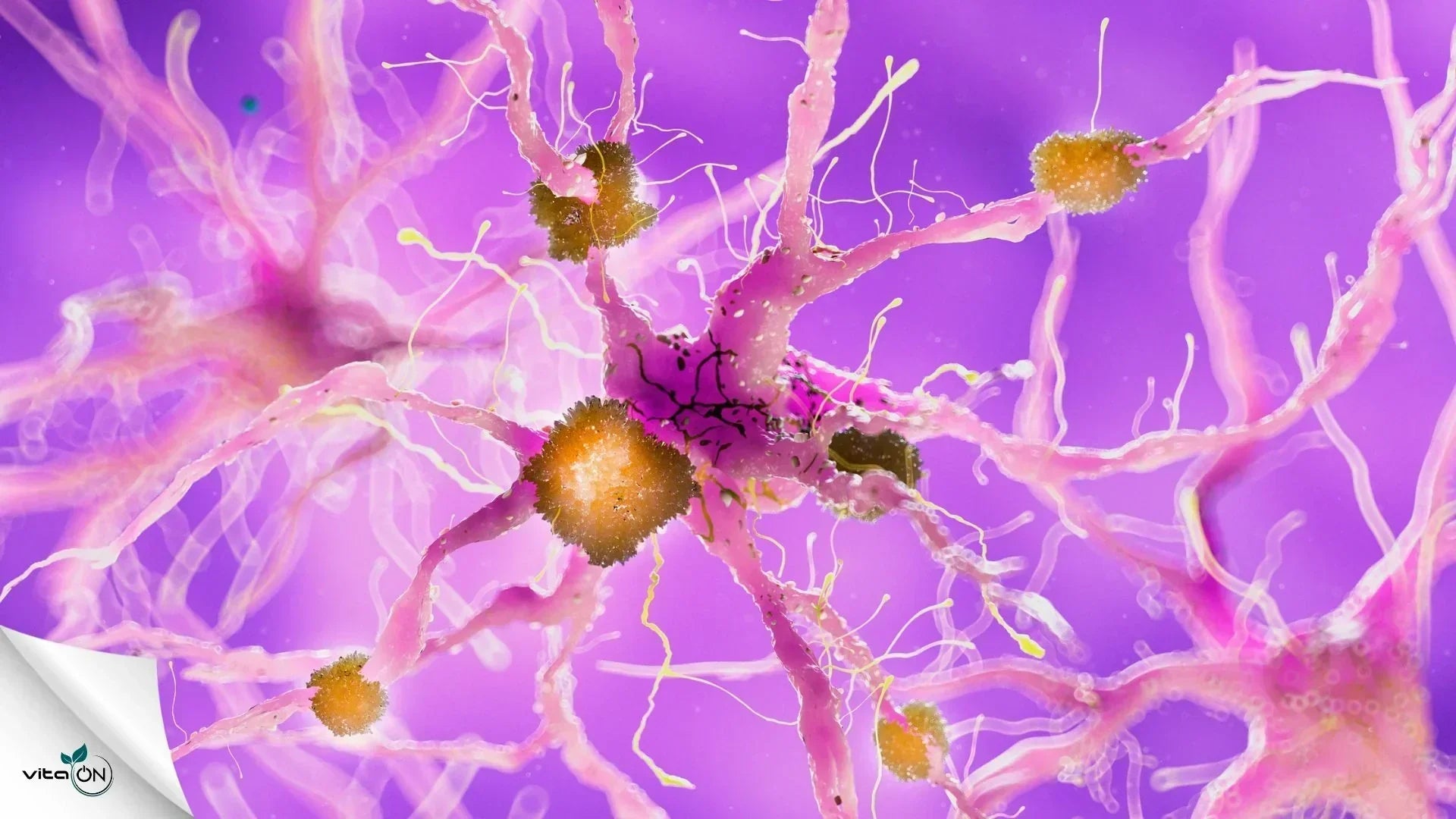 Всичко за неврологичните заболявания: Същност и видове