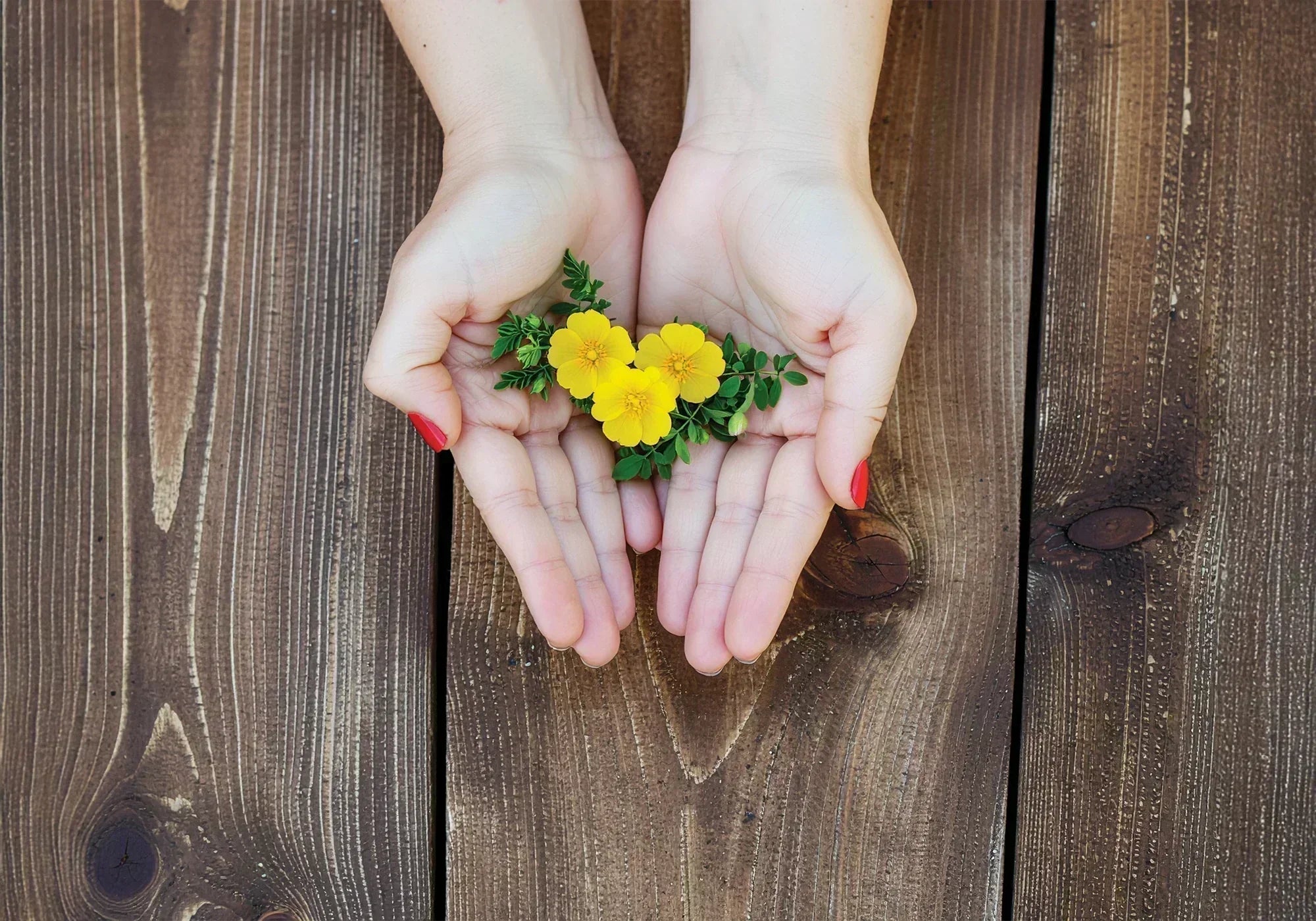 Трибулус за жени - какво трябва да знаем