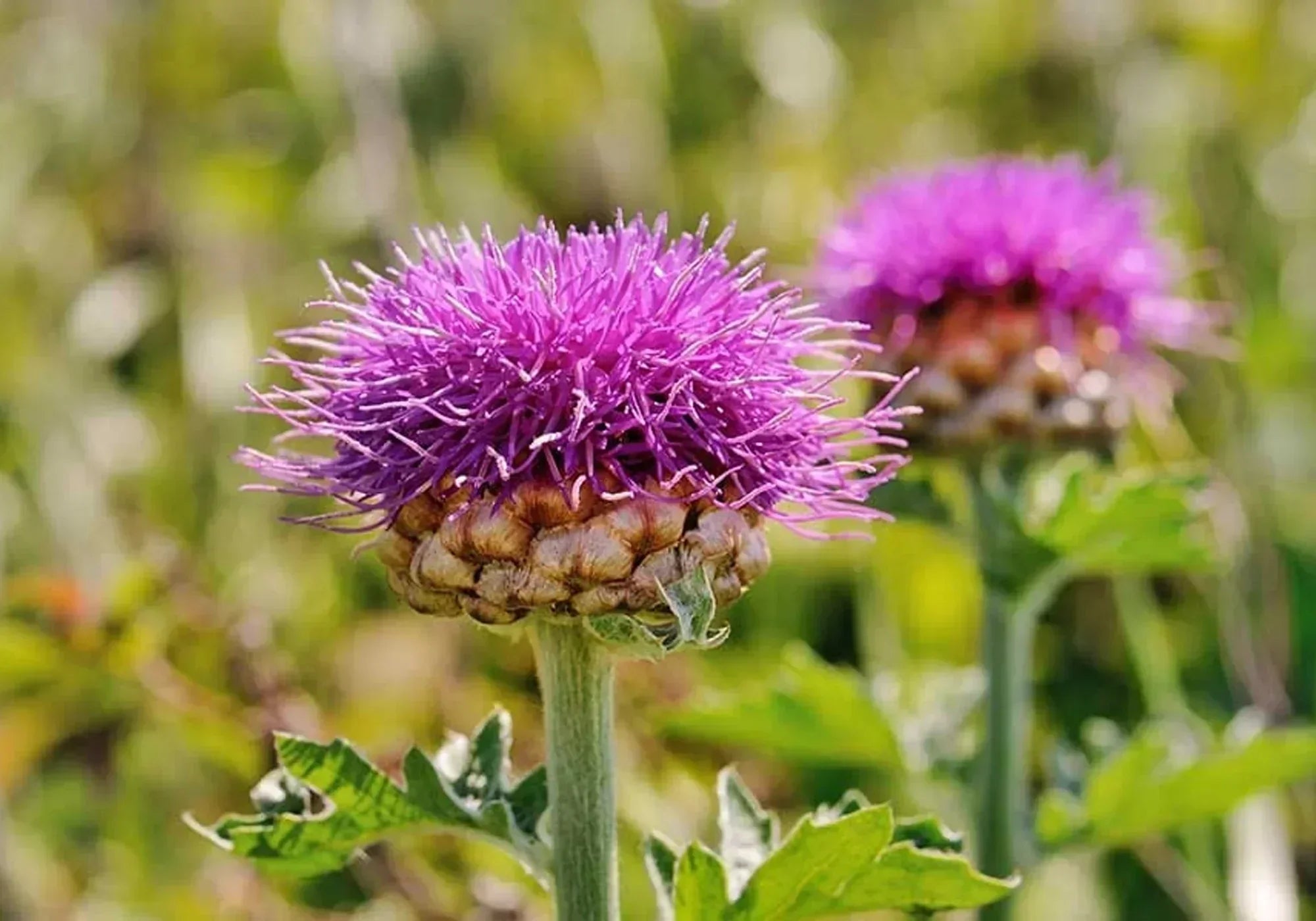 За какво се използва левзея